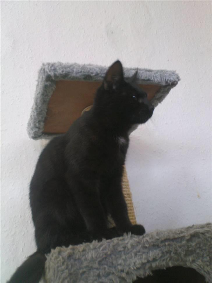 Blanding af racer Bette mis R.I.P.)': billede 3