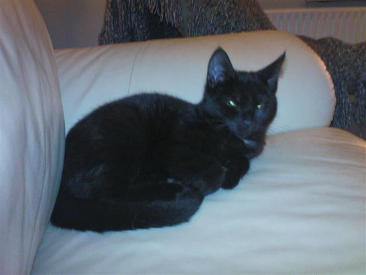 Blanding af racer Bette mis R.I.P.)': billede 4