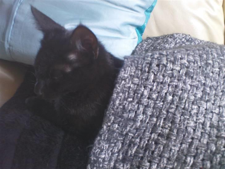 Blanding af racer Bette mis R.I.P.)': - putte putte<33;) billede 5