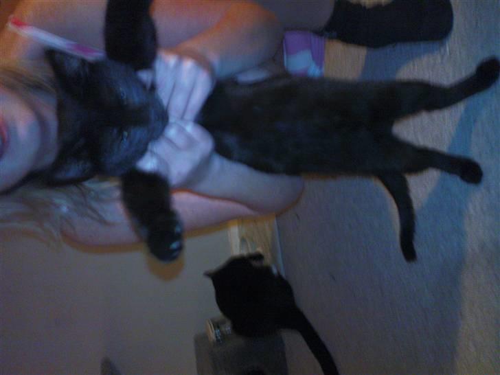 Blanding af racer Bette mis R.I.P.)': - jeg kommer og æder dig!! billede 6