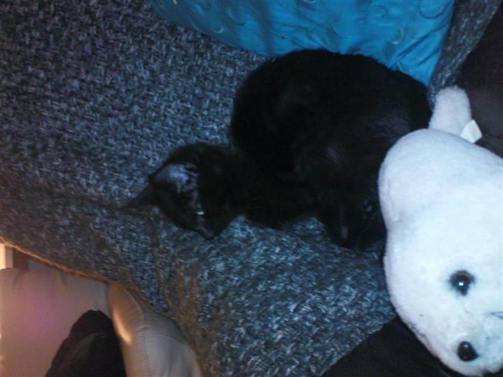 Blanding af racer Bette mis R.I.P.)': - bette hende i stolen:) billede 7