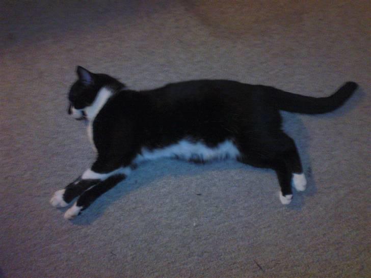 Blanding af racer samson R.I.P!)': billede 1