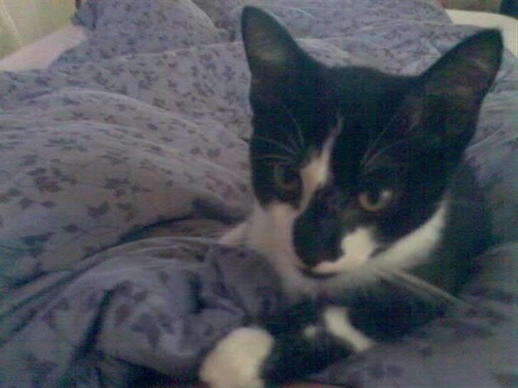 Blanding af racer samson R.I.P!)': - Samson som killing:9! billede 2