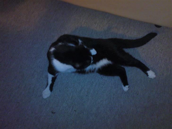 Blanding af racer samson R.I.P!)': billede 3