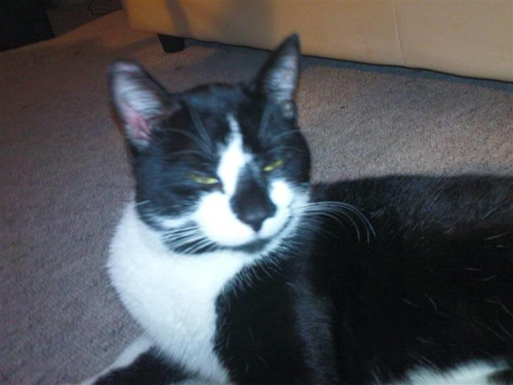 Blanding af racer samson R.I.P!)': billede 4