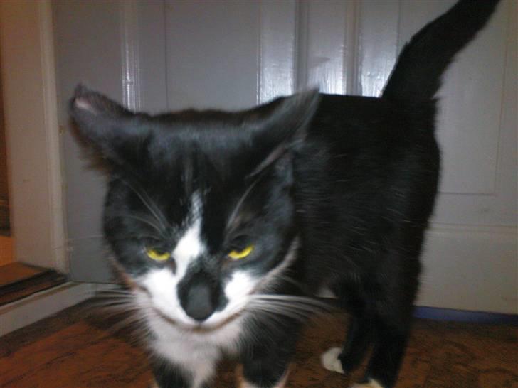 Blanding af racer samson R.I.P!)': - Æh! billede 5