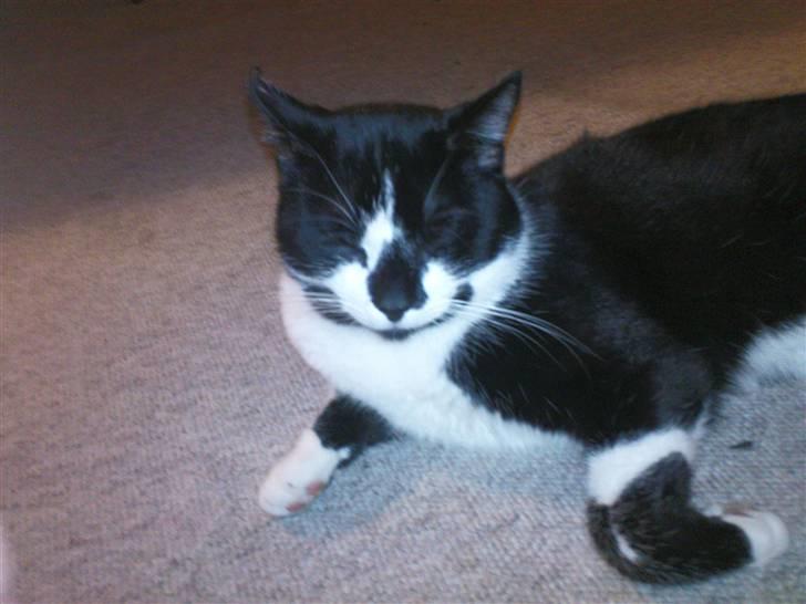 Blanding af racer samson R.I.P!)': billede 6