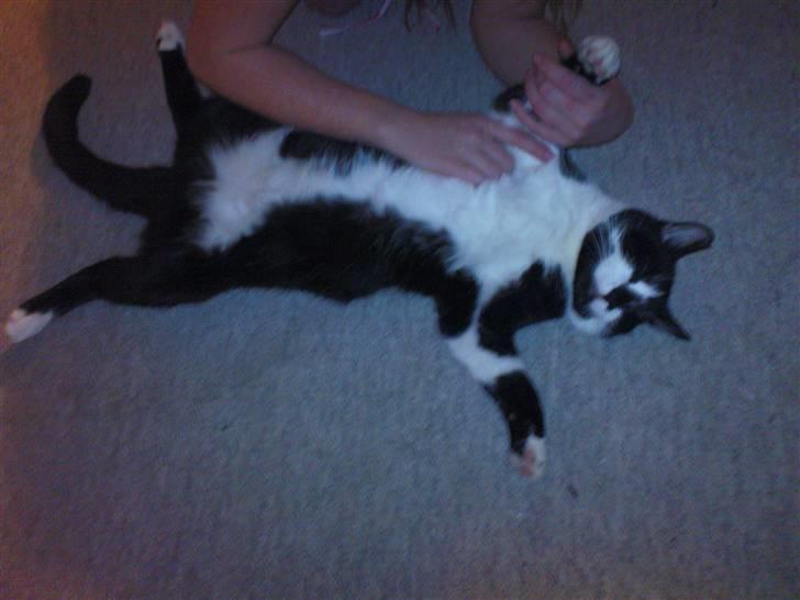 Blanding af racer samson R.I.P!)': - JAAAAAA lige der! billede 7