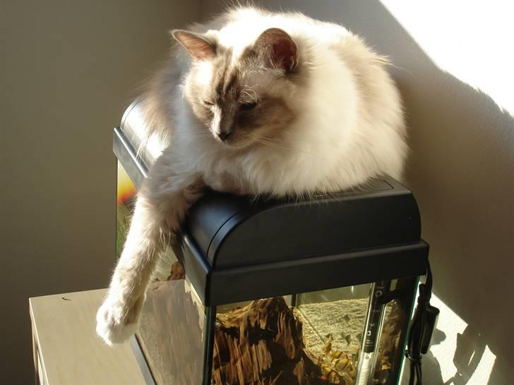 Hellig Birma Obelix Wici (Ober) - Er jeg ikke bare dejlig billede 1