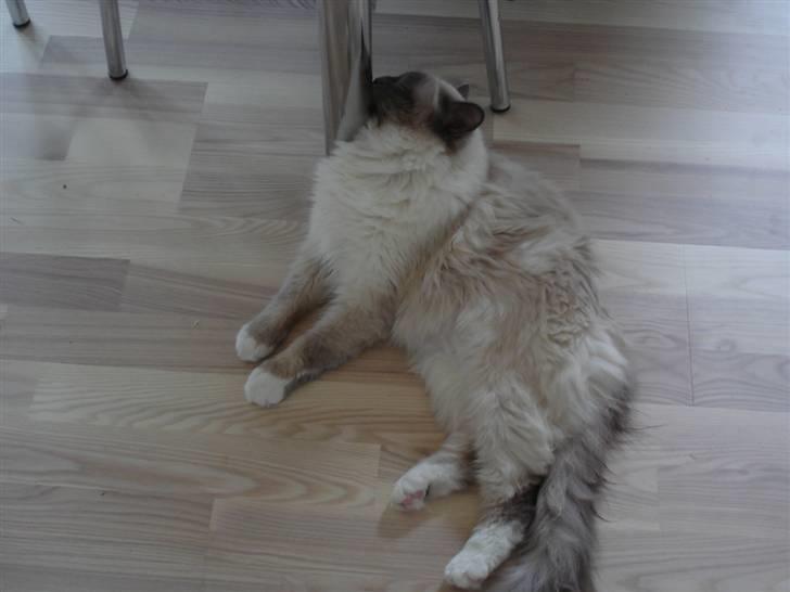 Hellig Birma Obelix Wici (Ober) - Puha man bliver godt nok slået ud af at ligge foran brændeovnen billede 2