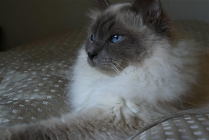 Hellig Birma Obelix Wici (Ober) - ZZZZZZ billede 3