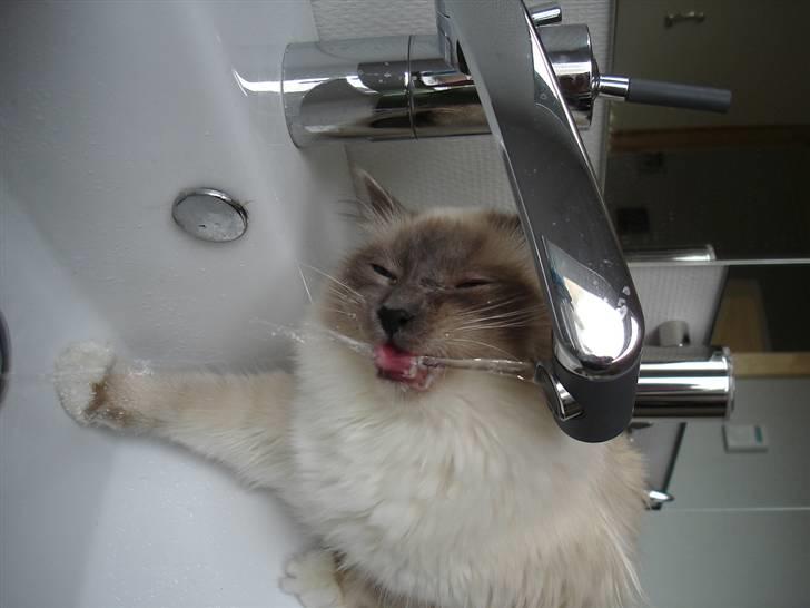 Hellig Birma Obelix Wici (Ober) - Det bedste vand er lige fra hanen  billede 5