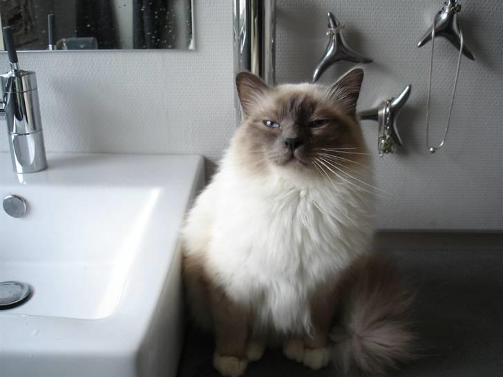 Hellig Birma Obelix Wici (Ober) - Åh mor jeg gider ikke mere, kan du ikke se det billede 6