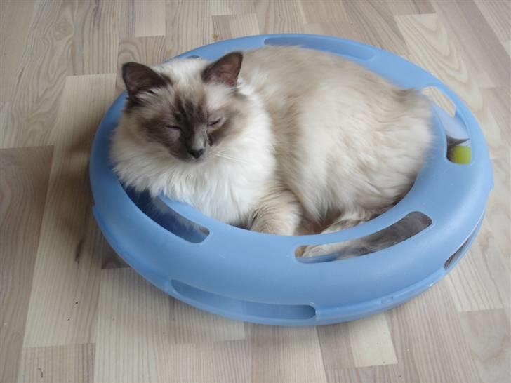 Hellig Birma Obelix Wici (Ober) - Jeg kan lige være her  billede 7