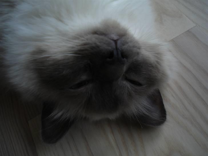 Hellig Birma Obelix Wici (Ober) - Mor du må ikke få et billed af mine smukke øjne billede 8