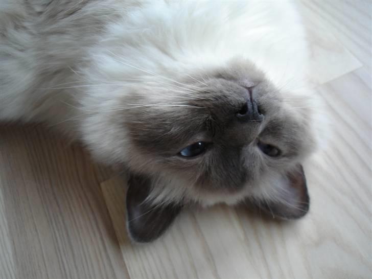 Hellig Birma Obelix Wici (Ober) - Øv jeg nåede ikke at lukke øjnene billede 9