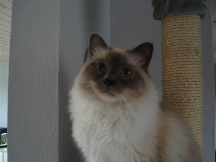 Hellig Birma Obelix Wici (Ober) - Helt oppe på tronen billede 10