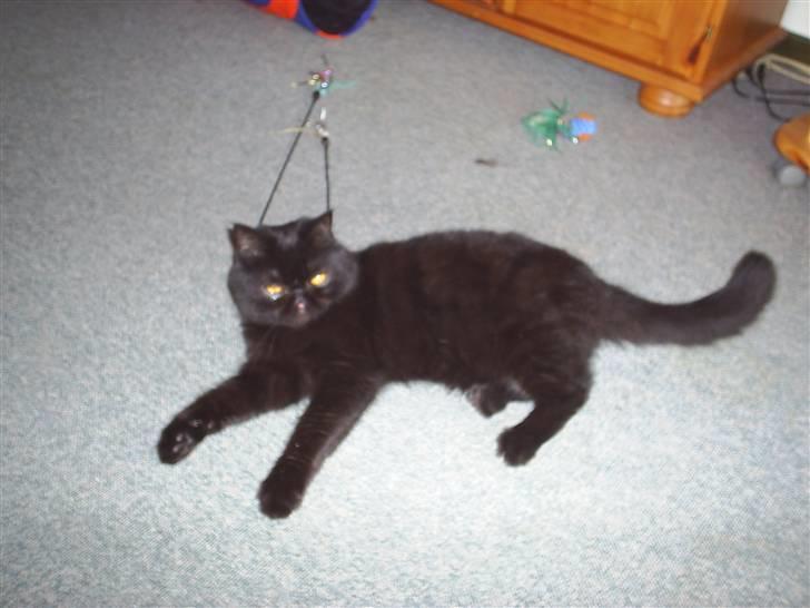 Exotic Yan - der ligger han og slapper a :)  billede 1