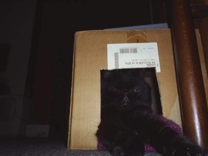 Exotic Yan - der ligger han i sin papkasse hule hehe  billede 2