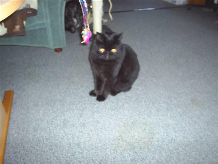 Exotic Yan billede 3