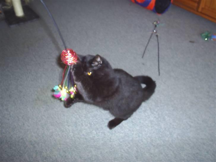 Exotic Yan - der leger han med sit legetøj :)  billede 4