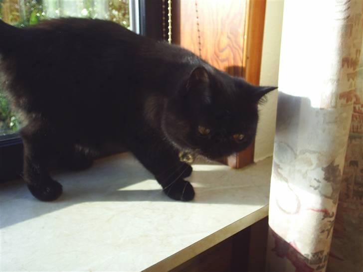 Exotic Yan billede 5