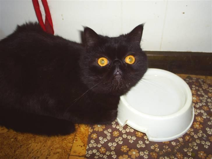 Exotic Yan - der fik han lige øje på kameret  billede 6