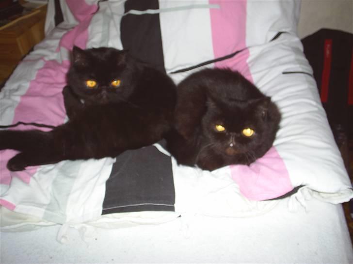 Exotic Yan - der ligger han Yan sammen med Clown  billede 7