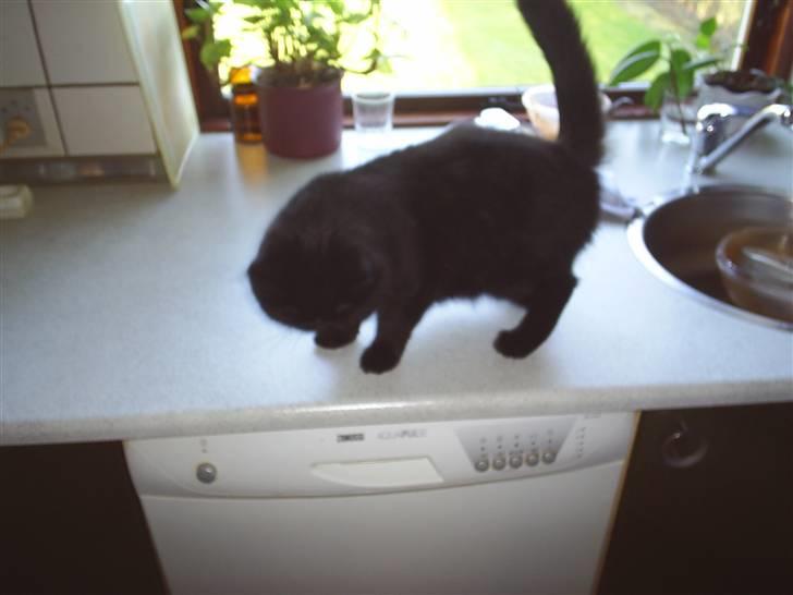 Exotic Yan - fy fy Yan ikke så på køkkenbordet hehe :P billede 8