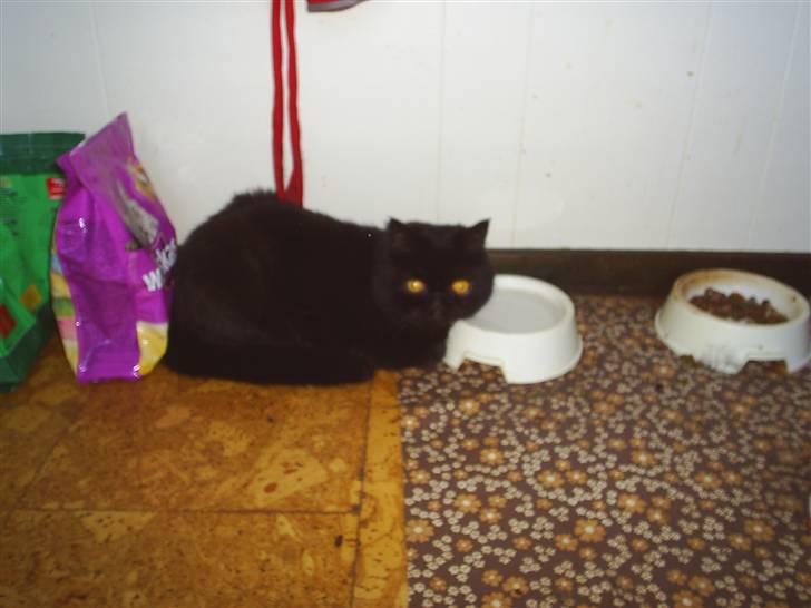 Exotic Yan - der ligger han og skal til og have noget vand :)  billede 9