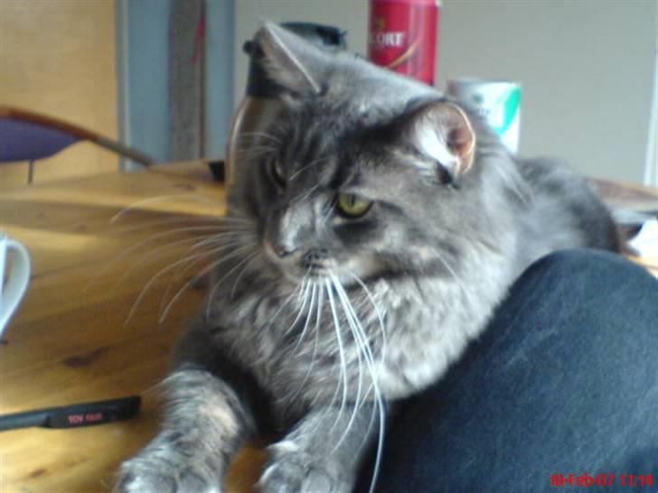 Maine Coon TiGeR - Her ligger jeg bare lige og ser lidt fræk ud! billede 1