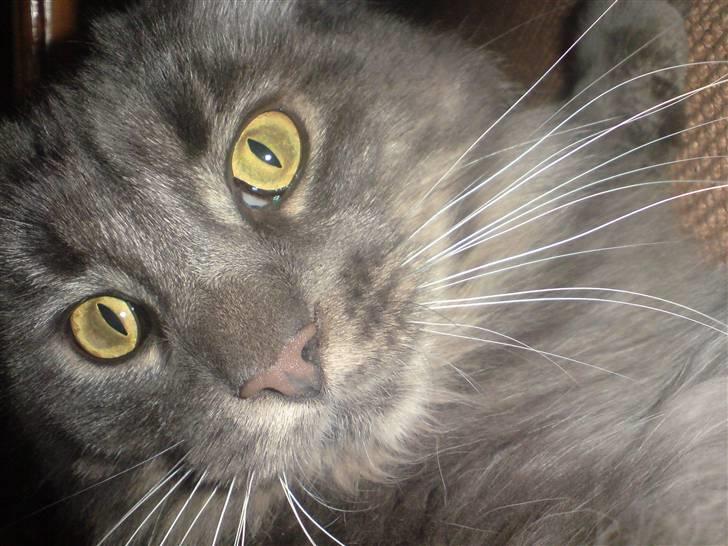 Maine Coon TiGeR - Ja jeg kan os godt svine lidt!! billede 2