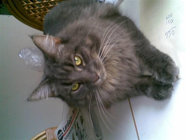 Maine Coon TiGeR billede 3