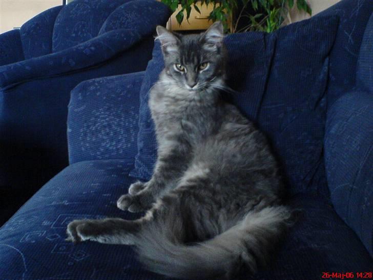 Maine Coon TiGeR - skal lige ligge mig godt til rette!! billede 4