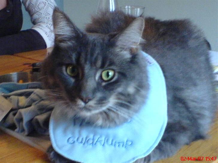 Maine Coon TiGeR - Puha jeg er helt færdig!! billede 5