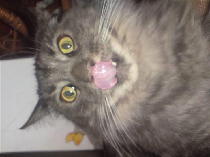 Maine Coon TiGeR - Ja jeg elsker rejer!!  billede 6