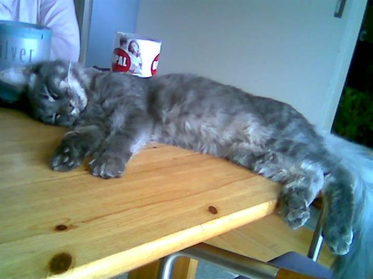 Maine Coon TiGeR - Godnat!! billede 7