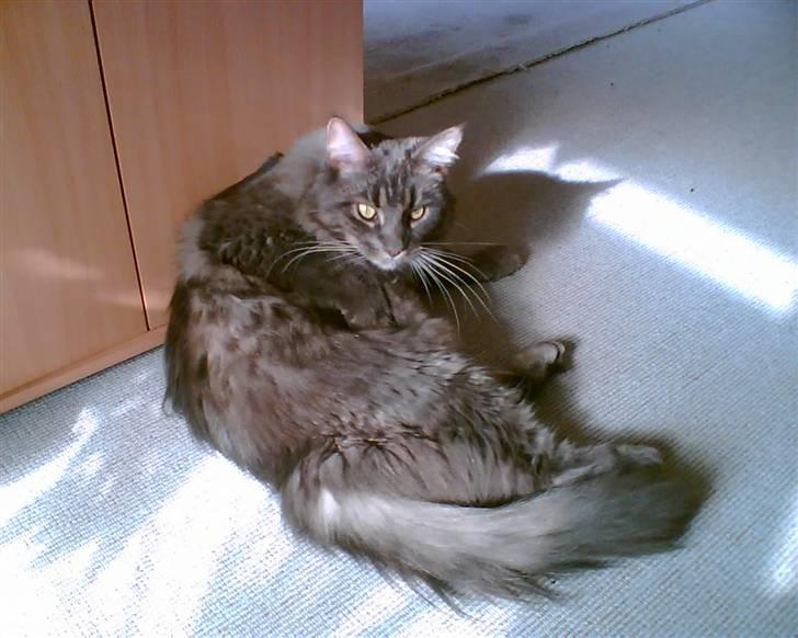 Maine Coon TiGeR billede 8