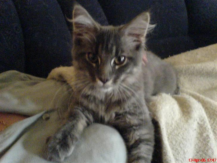 Maine Coon TiGeR - Pas på jeg ikke fanger dig!! billede 9