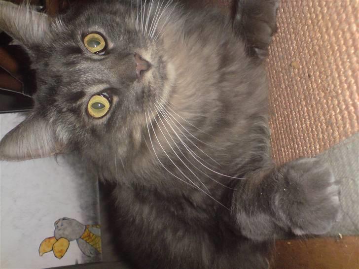 Maine Coon TiGeR billede 10