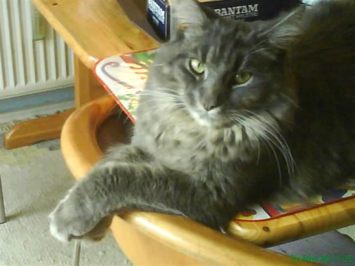 Maine Coon TiGeR billede 11