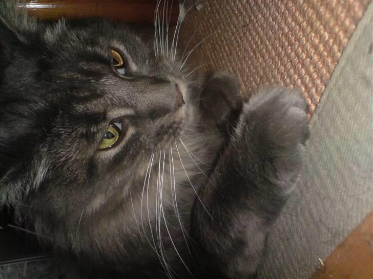 Maine Coon TiGeR billede 12