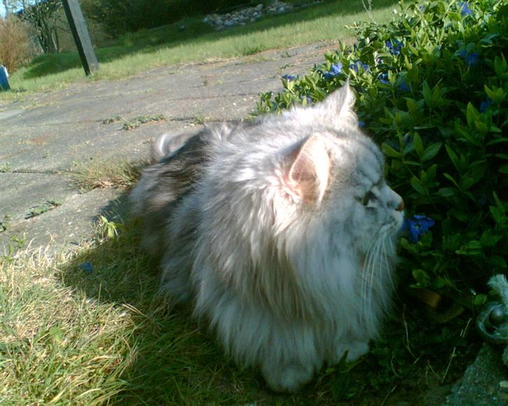 Blanding af racer Oliver - Så hygger vi os lige lidt i solen :P billede 6