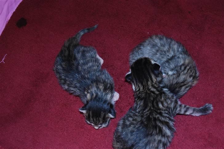 Huskat Missy  - Her er de små nye guld klumper billede 10