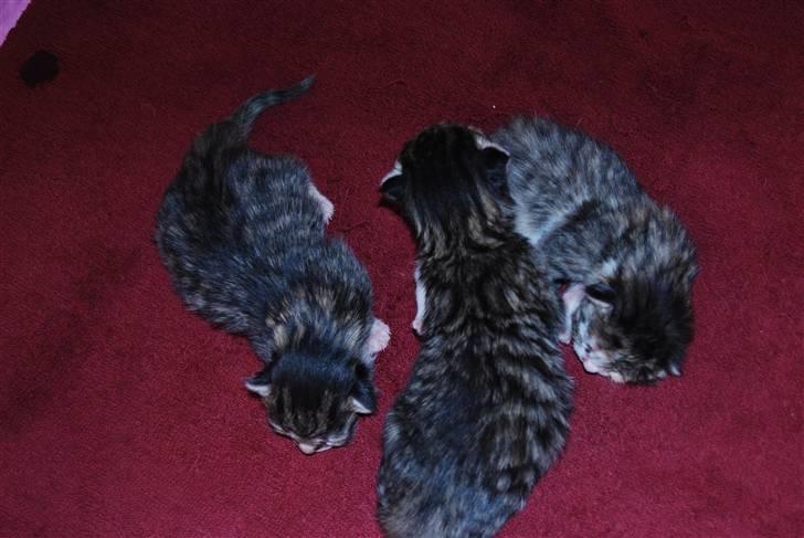 Huskat Missy  billede 11