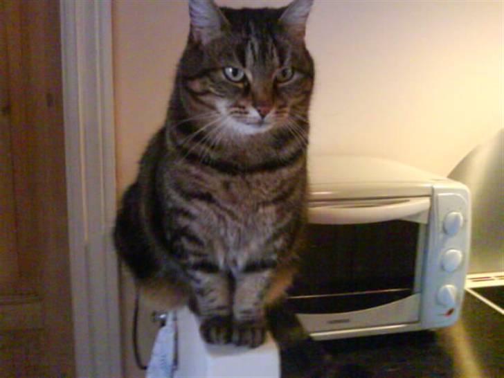 Huskat Timon billede 7