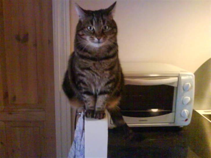 Huskat Timon billede 8