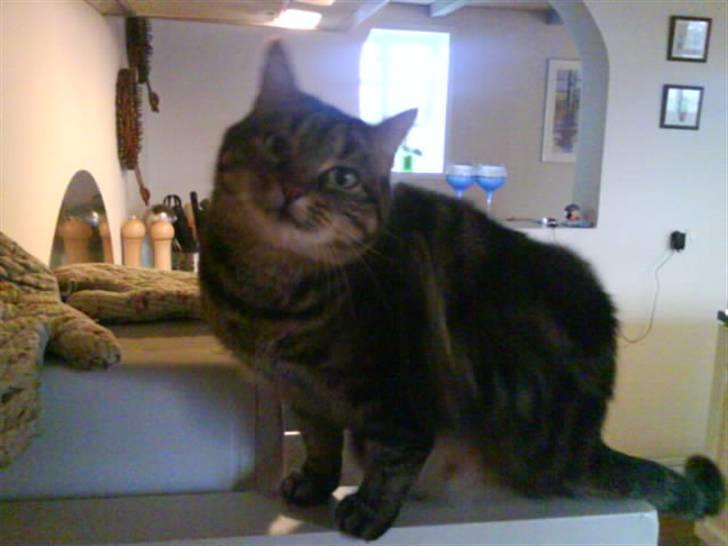 Huskat Timon billede 9