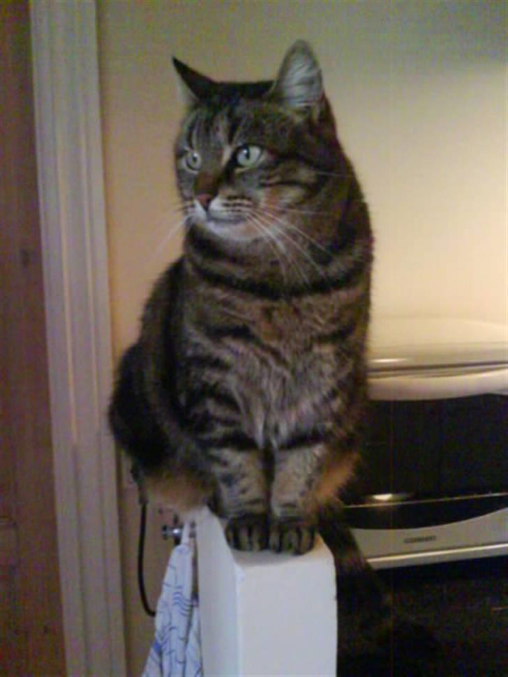 Huskat Timon billede 10