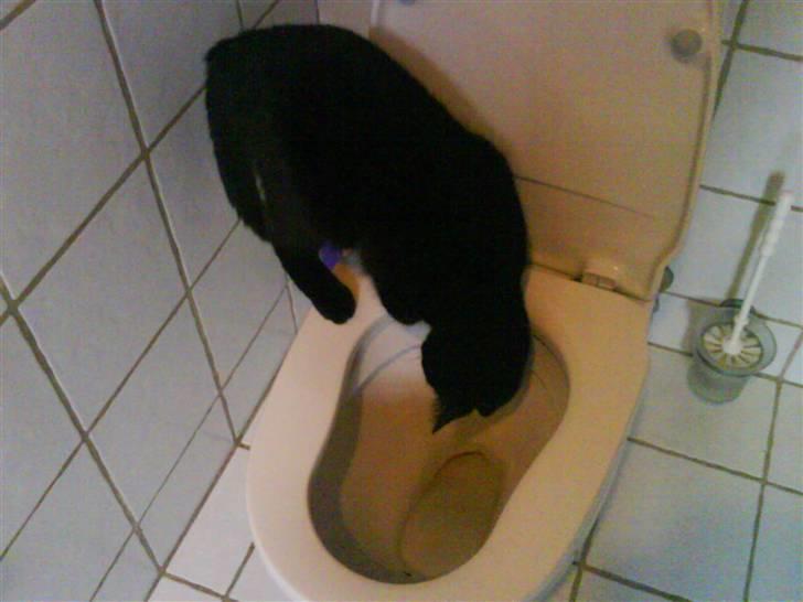 Huskat gustav (Væk!) billede 9